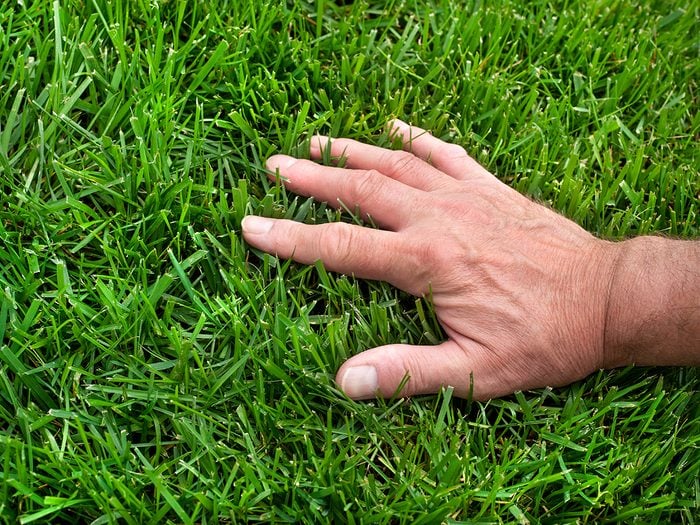 Healthy green lawn - hand