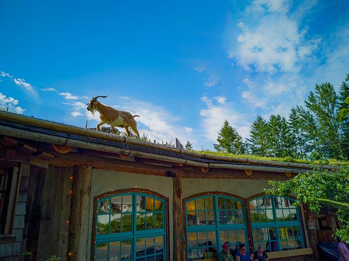 Hidden gems in BC - Goats on Roof Old Country Market