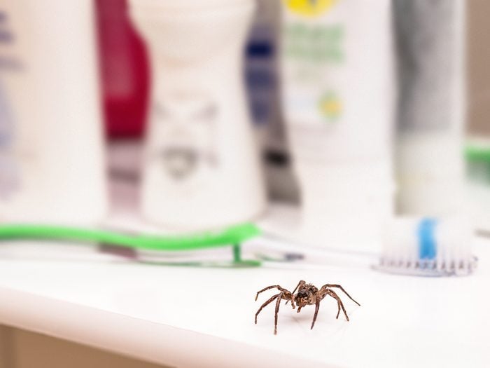 House bugs - spider in bathroom