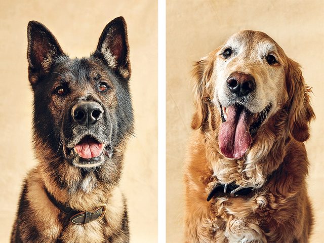 DeAngelos dogs, Grizzly (left) and Prior, also work at the centre