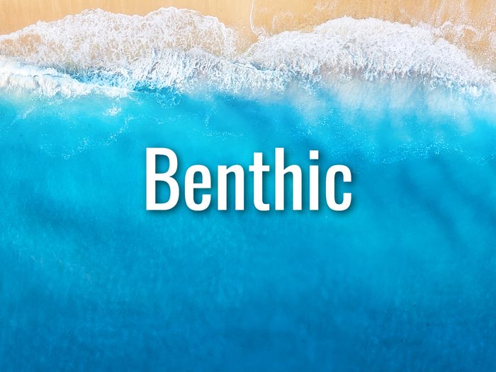 Ocean Words - Benthic