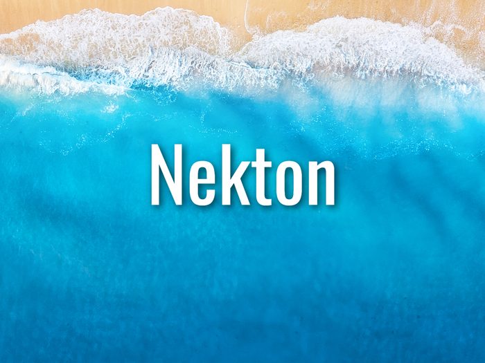 Ocean Words - Nekton