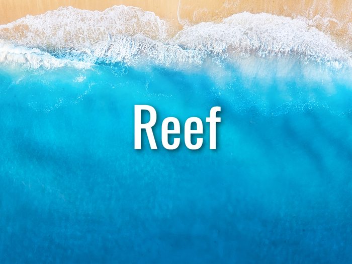 Ocean Words - Reef