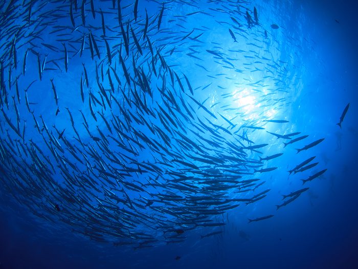 Ocean words - school of fish swimming