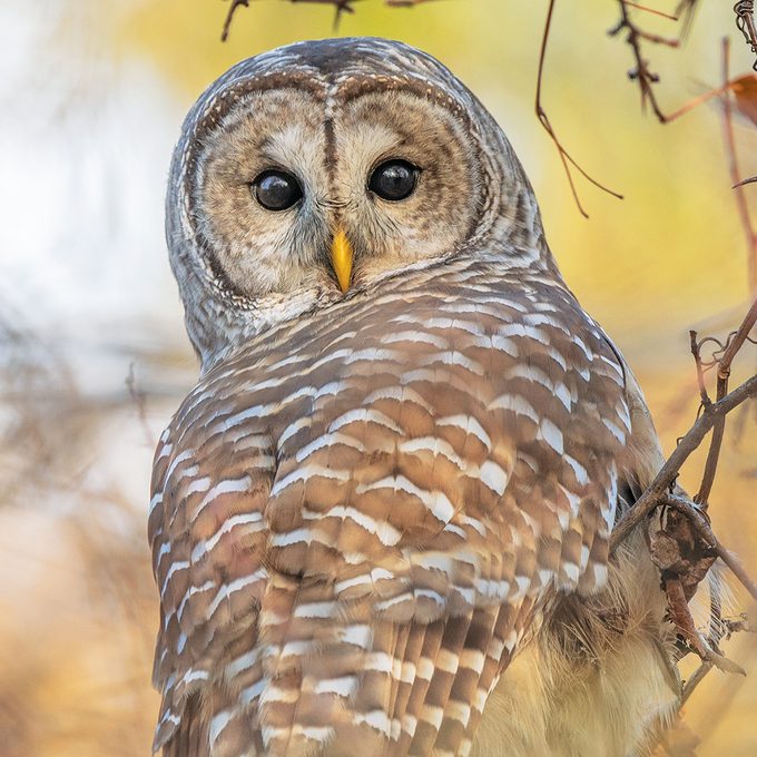 Okanagan Birds - Barred Owl