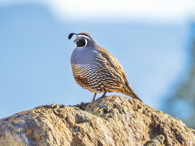 Okanagan birds - California quail