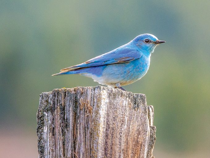Okanagan birds - Mountain bluebird
