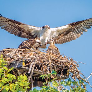 Okanagan birds - Osprey protecting its young