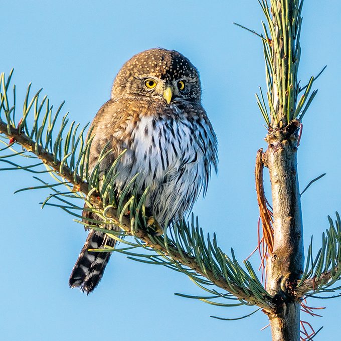 Okanagan birds - pygmy owl