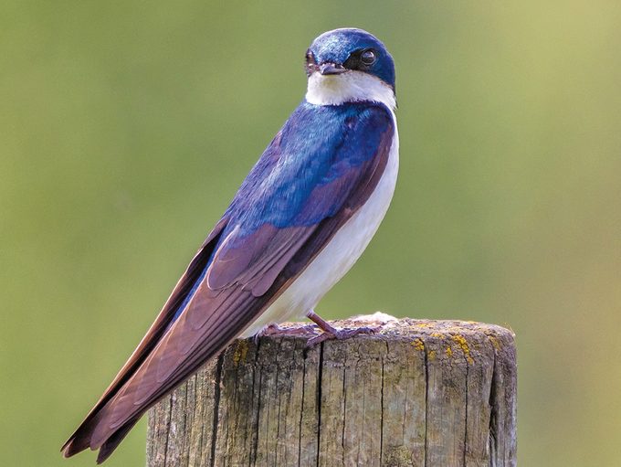 Okanagan birds - tree swallow