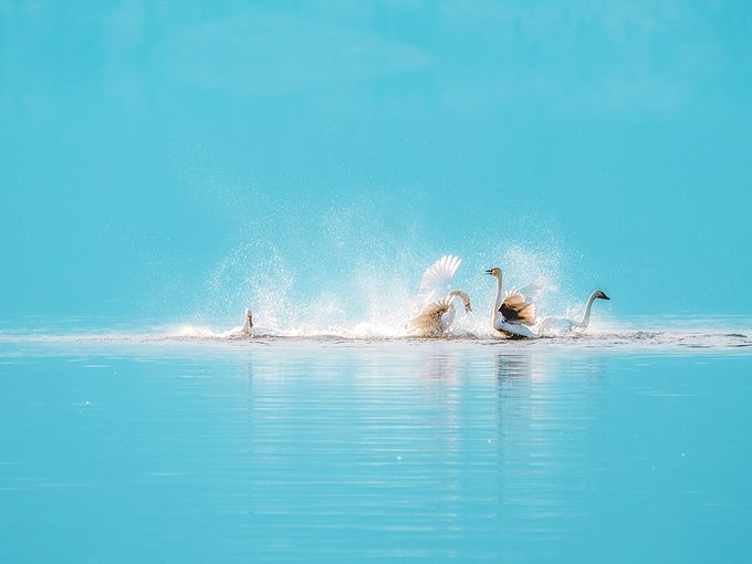 Okanagan birds - Trumpeter swans