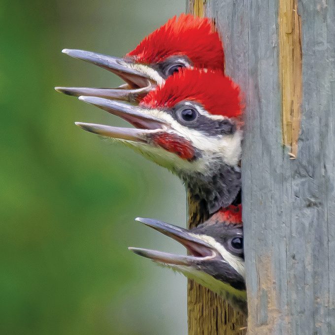 Pileated Woodpecker Facts - Three pileated woodpecker chicks