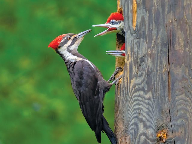 Pileated Woodpecker Facts - Female pileated woodpecker feeding two chicks
