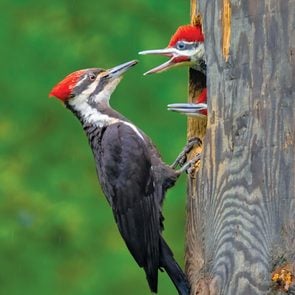 Pileated Woodpecker Facts - Female pileated woodpecker feeding two chicks