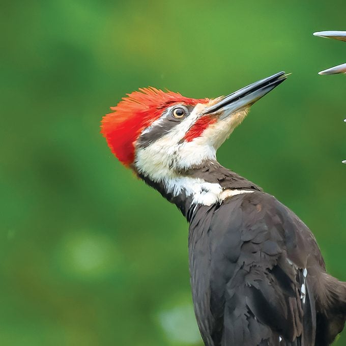 Pileated Woodpecker Facts - Male pileated woodpecker