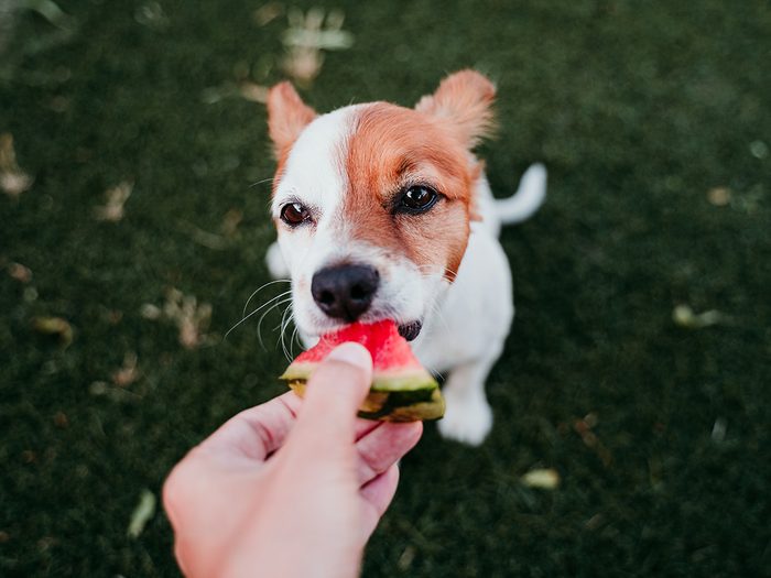 What fruits and vegetables can dogs eat - Person feeding dog slice of watermelon