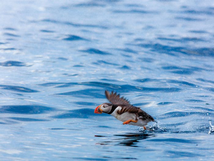 A puffin flying over the Newfoundland water