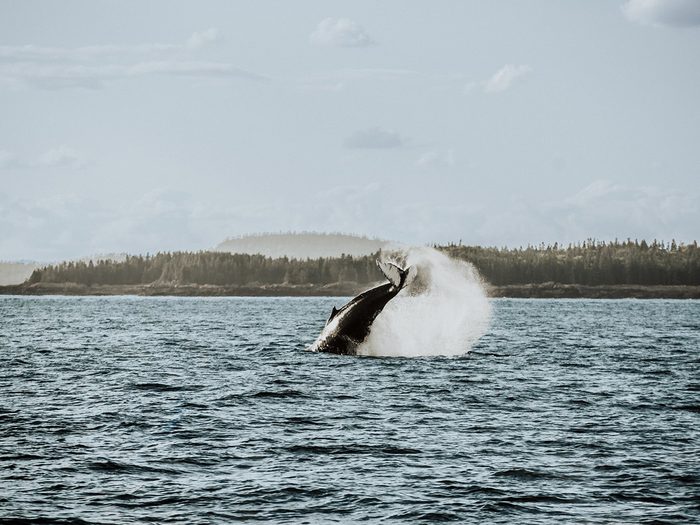 A whale in the New Brunswick waters