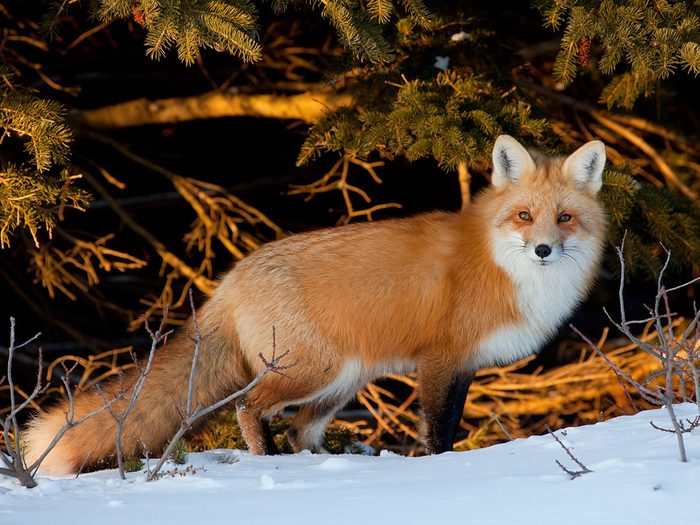 Red Fox, Prince Edward Island National Park