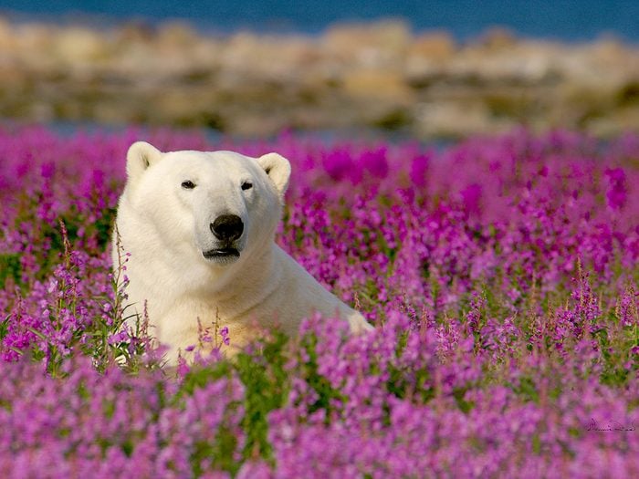 A polar bear in Manitoba