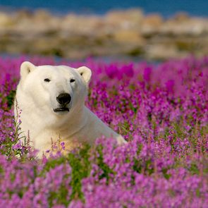 A polar bear in Manitoba