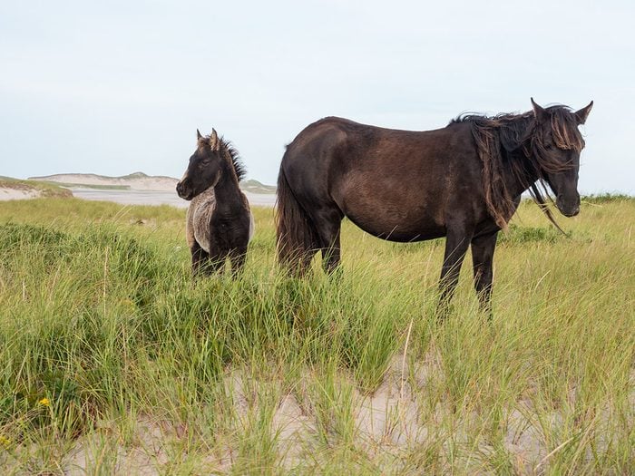 Wild horses in Sable Island National Park and Reserve