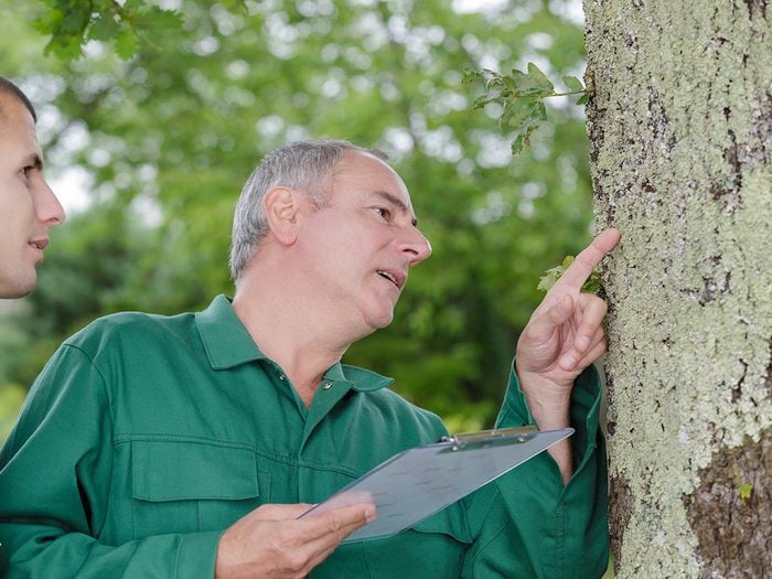Arborist inspecting tree