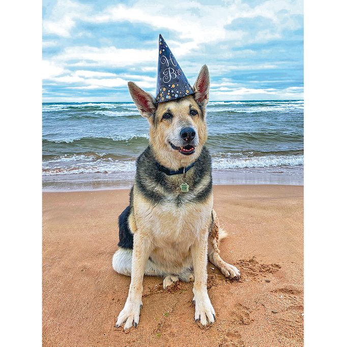 Dog celebrating birthday on beach
