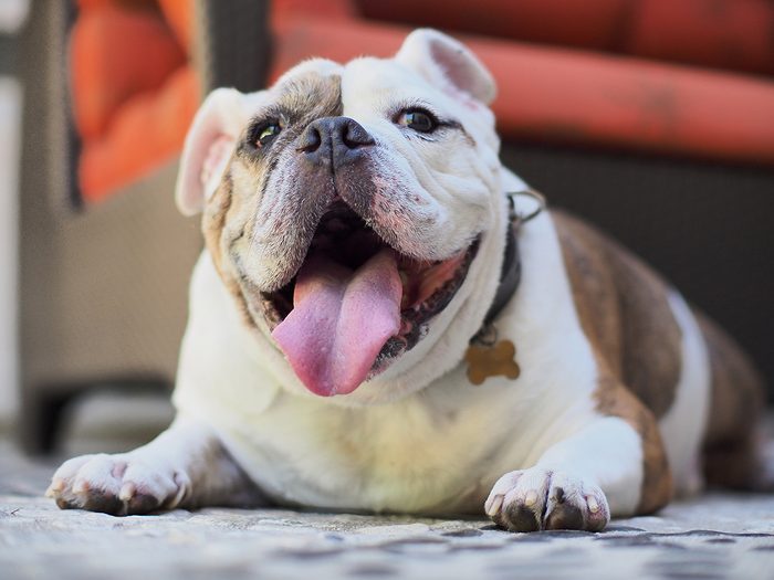 Best apartment dogs - English bulldog