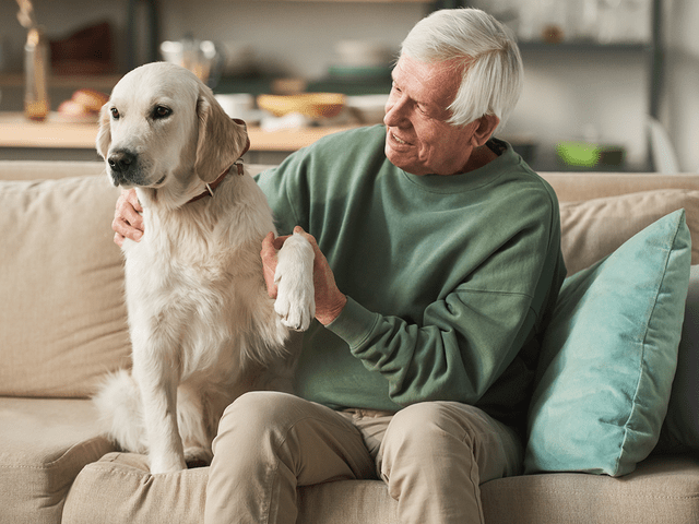 Best Dog For Seniors Feature
