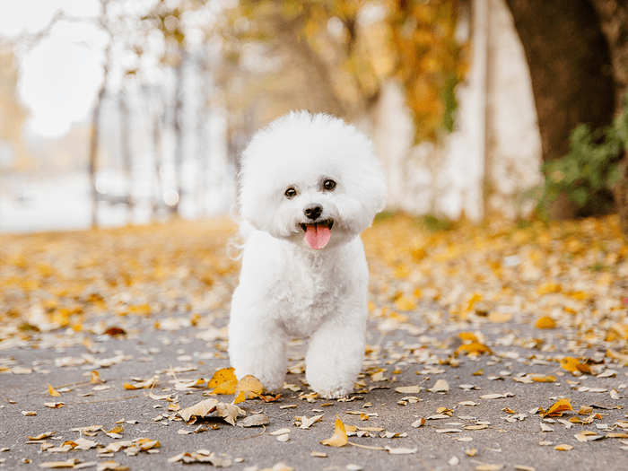 Best Dog Overall Bichon Frise