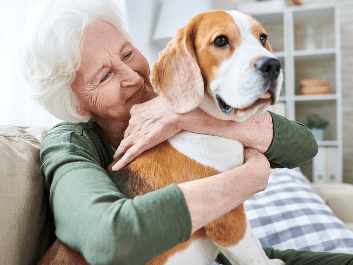 Best Dogs For Seniors Beagle