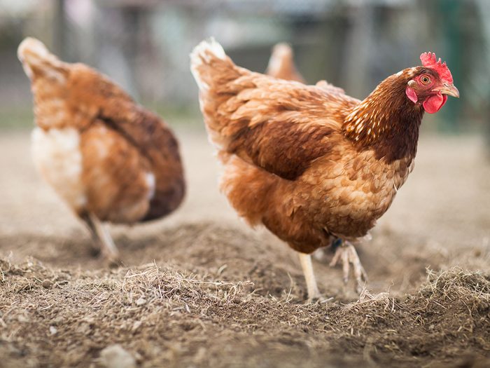 Best eggs - free range hens