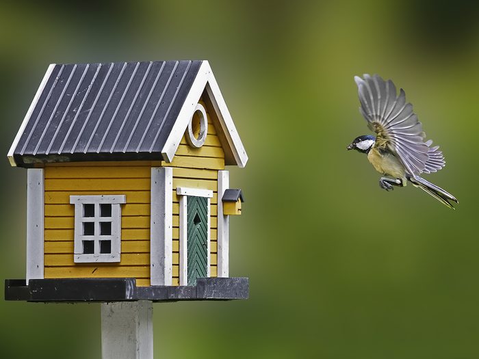 How to attract birds in your backyard - bird flying to birdhouse