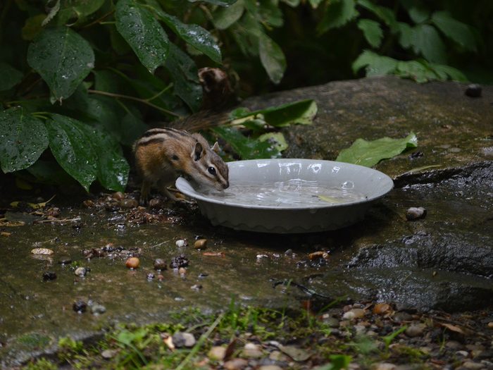 Candid photography - Chipmunk sneaking a drink