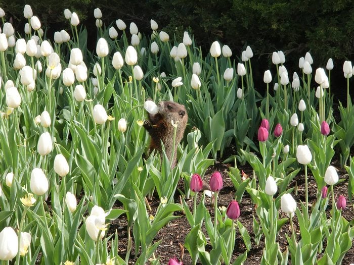 Candid photography - Groundhog in tulips