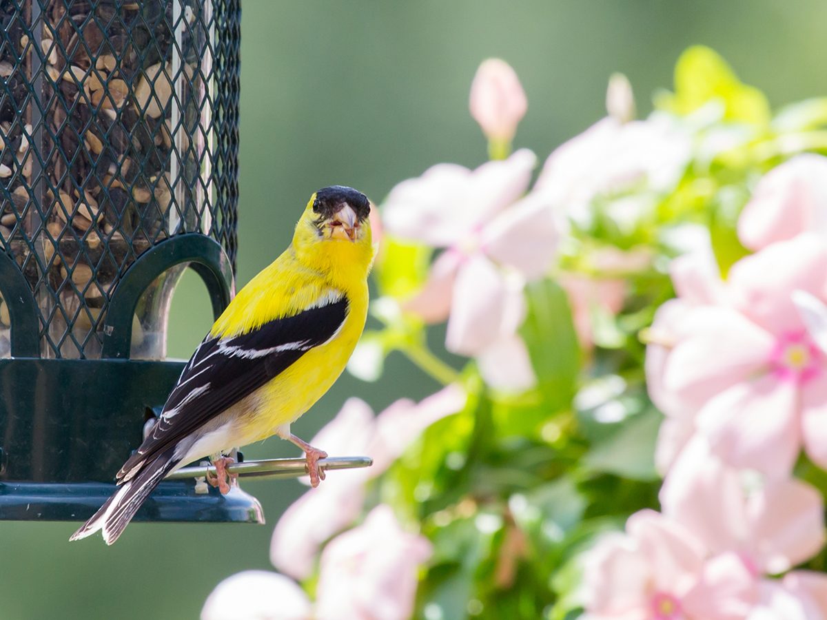 American goldfinch at feeder