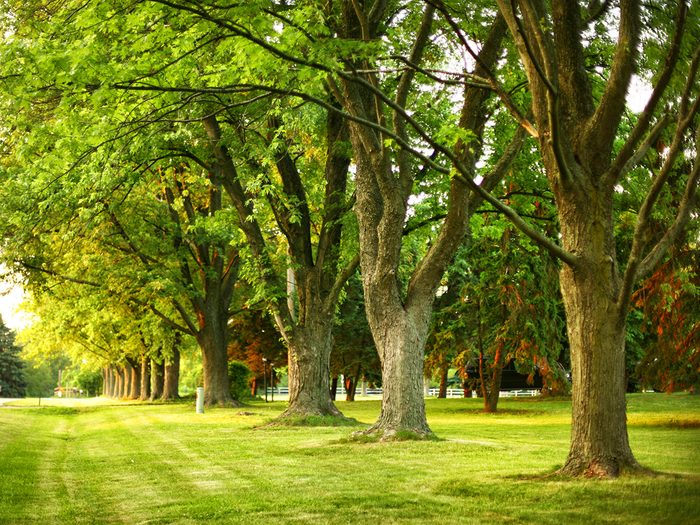 Healthy oak trees in a row