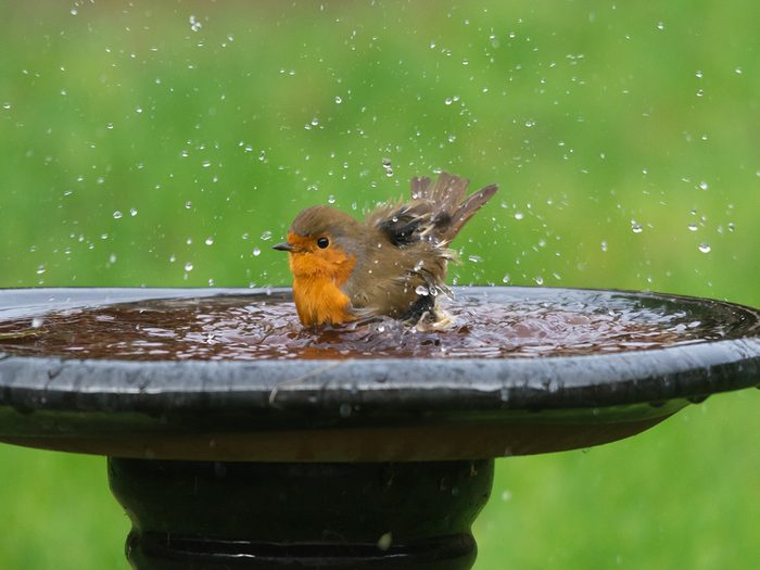 How to attract birds in your backyard - birdbath