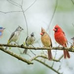 How to Attract More Birds to Your Backyard
