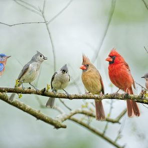 How to attract birds in your backyard - Different birds on branch