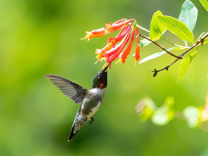 Hummingbird with honeysuckle