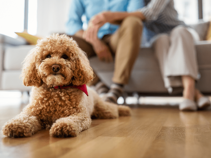 Hypoallergenic Dog Toy Poodle