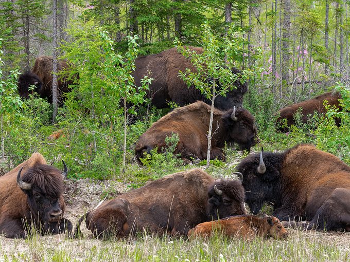 Northwest Territories tourist attractions - bison sanctuary