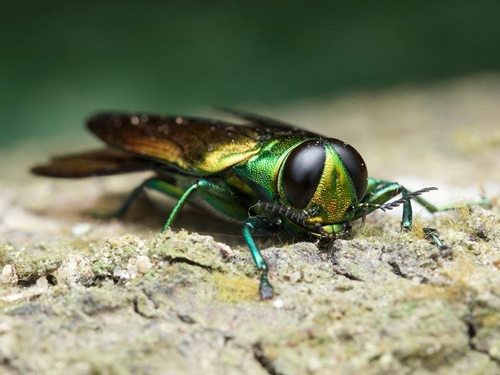Signs your tree is dying - emerald ash borer