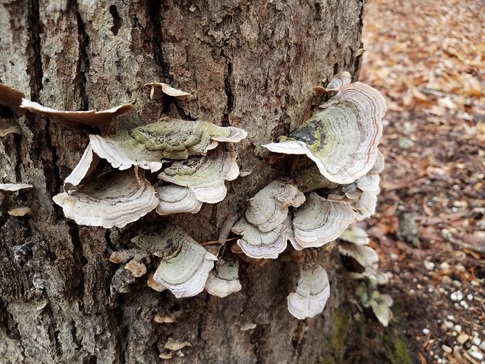 Signs your tree is dying - fungus on tree