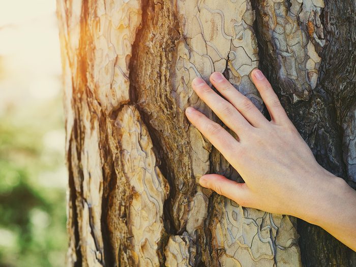 Signs your tree is dying - hand touching tree bark