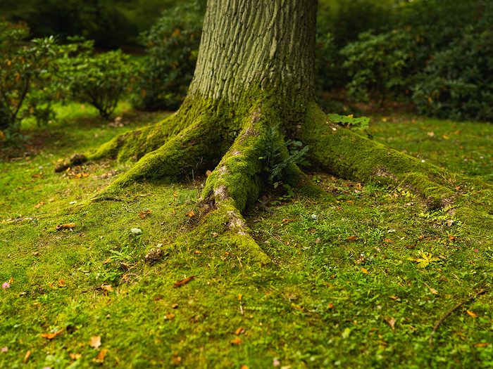 Signs your tree is dying - heaving tree roots covered in moss