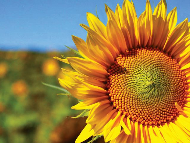 Sunflower Photography - Happy face