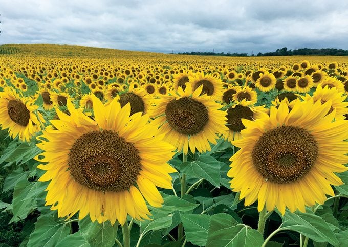 Sunflower Photography - Field of sunflowers